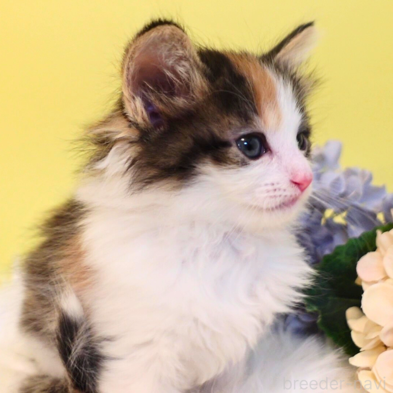 販売中の神奈川県のノルウェージャンフォレストキャット-136030の11枚目