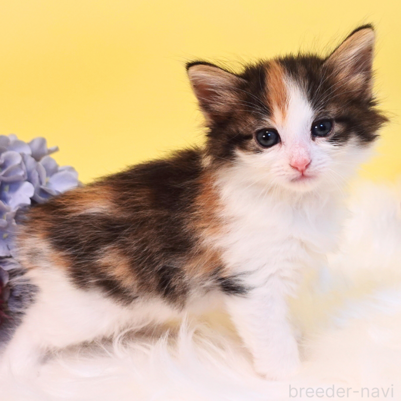 販売中の神奈川県のノルウェージャンフォレストキャット-136030の9枚目