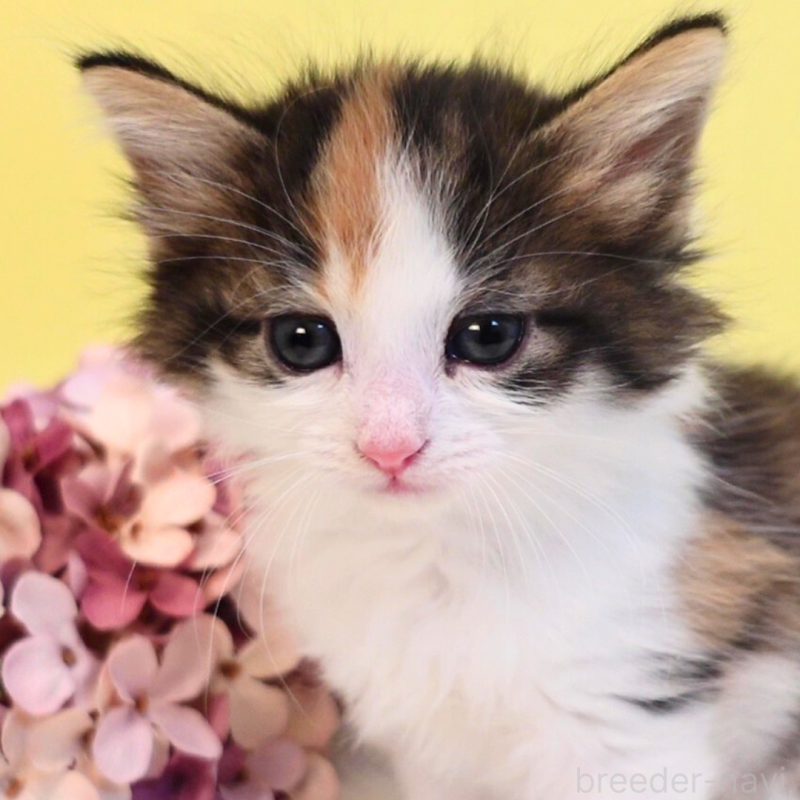 販売中の神奈川県のノルウェージャンフォレストキャット-136030の8枚目