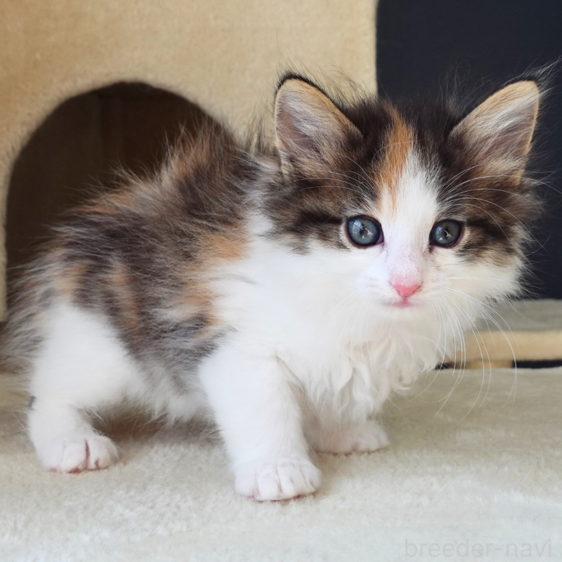 販売中の神奈川県のノルウェージャンフォレストキャット-136030の7枚目