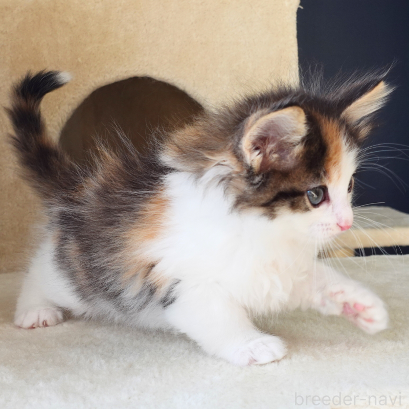 販売中の神奈川県のノルウェージャンフォレストキャット-136030の6枚目