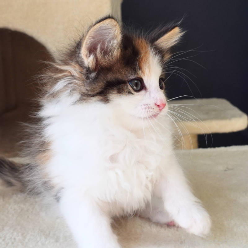 販売中の神奈川県のノルウェージャンフォレストキャット-136030の5枚目