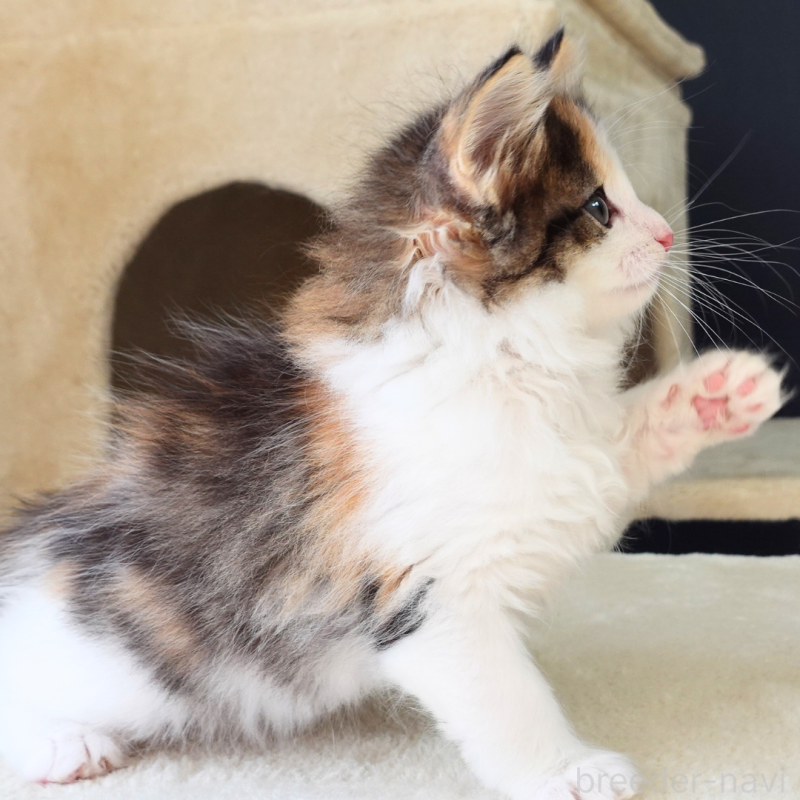 販売中の神奈川県のノルウェージャンフォレストキャット-136030の4枚目