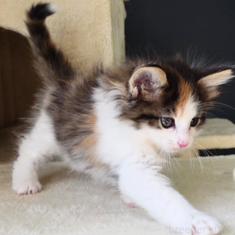 販売中の神奈川県のノルウェージャンフォレストキャット-136030の3枚目