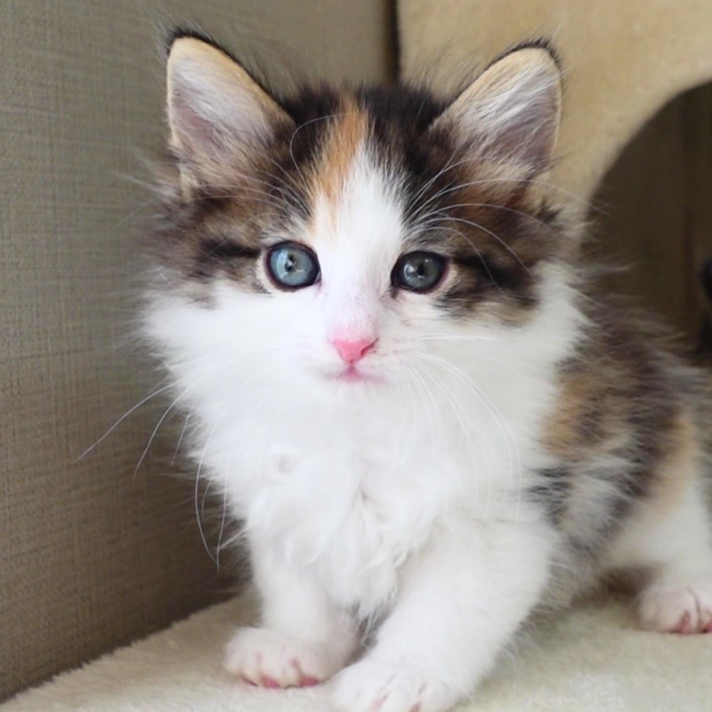 販売中の神奈川県のノルウェージャンフォレストキャット-136030