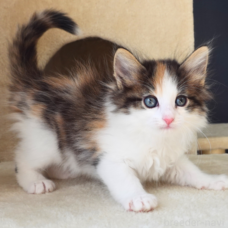 販売中の神奈川県のノルウェージャンフォレストキャット-136030の2枚目