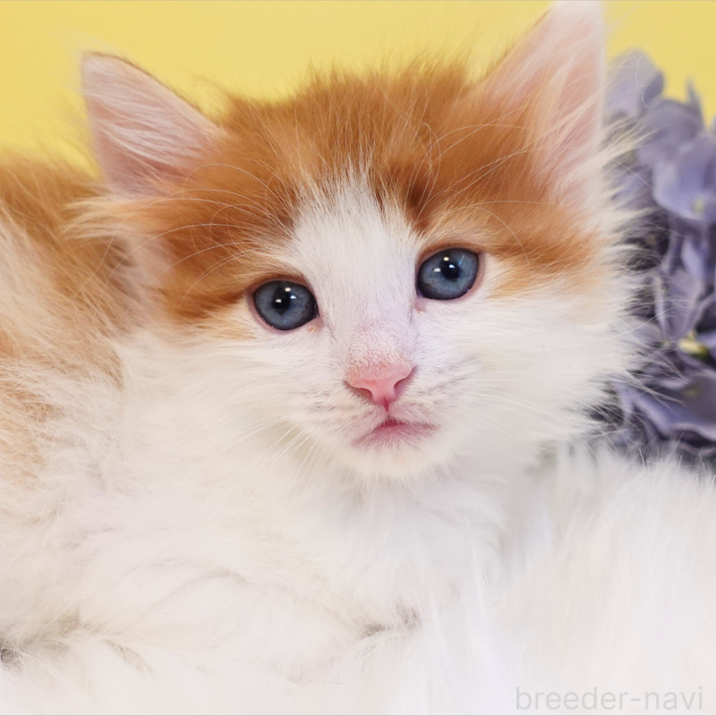 販売中の神奈川県のノルウェージャンフォレストキャット-136031の15枚目