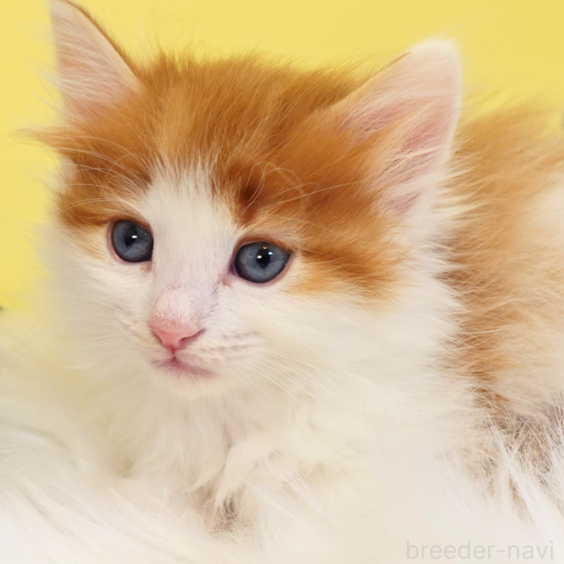 販売中の神奈川県のノルウェージャンフォレストキャット-136031の14枚目