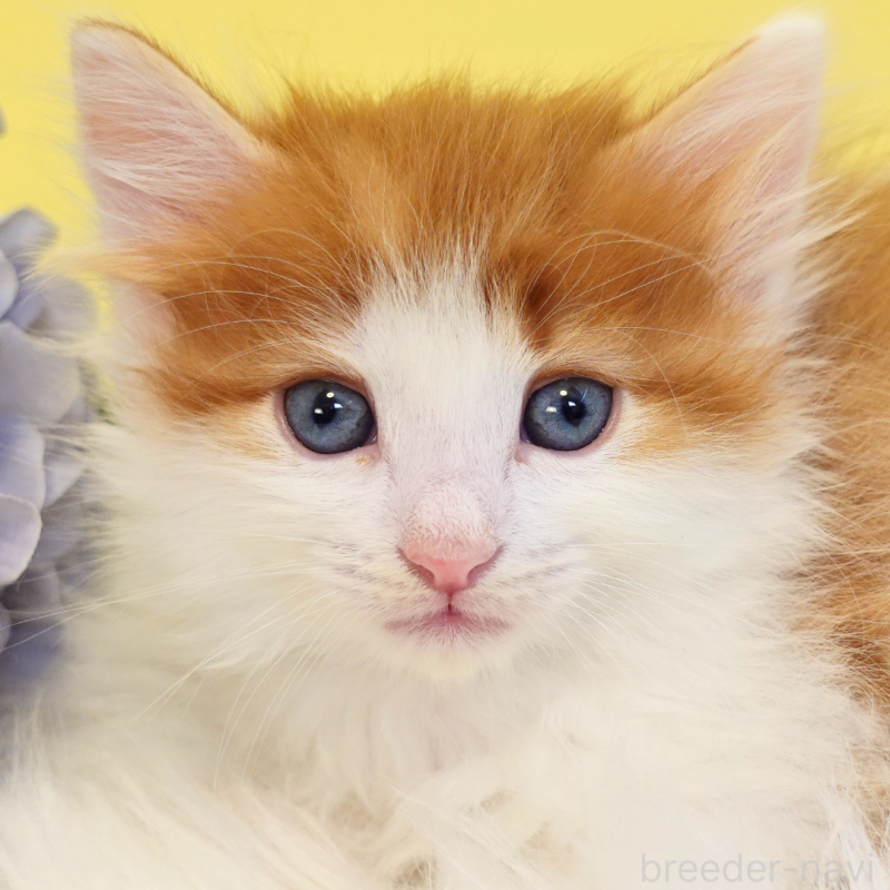 販売中の神奈川県のノルウェージャンフォレストキャット-136031の13枚目