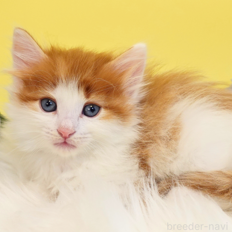 販売中の神奈川県のノルウェージャンフォレストキャット-136031の12枚目