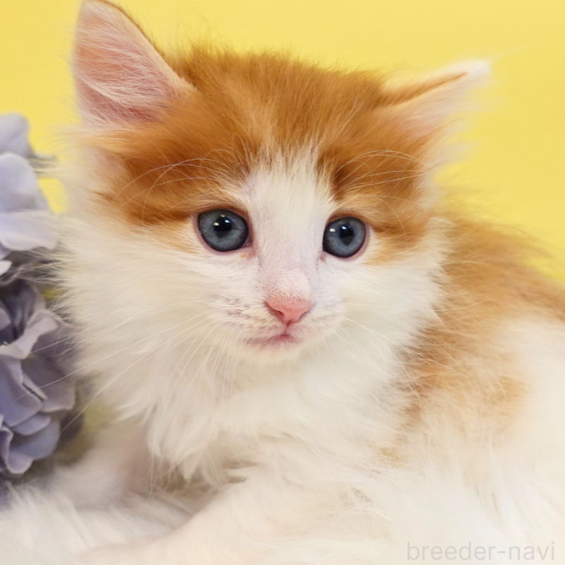 販売中の神奈川県のノルウェージャンフォレストキャット-136031の9枚目