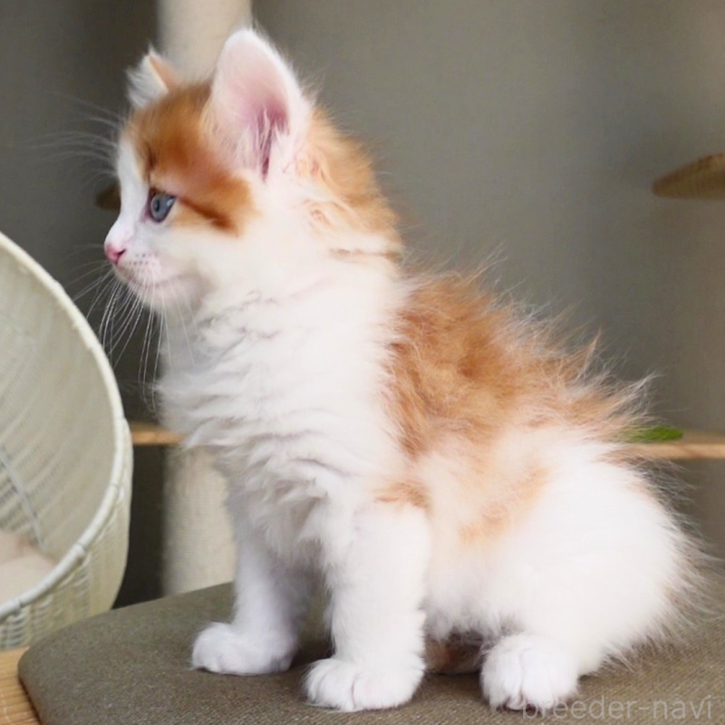販売中の神奈川県のノルウェージャンフォレストキャット-136031の8枚目