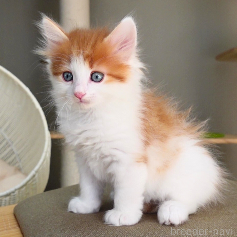 販売中の神奈川県のノルウェージャンフォレストキャット-136031の7枚目