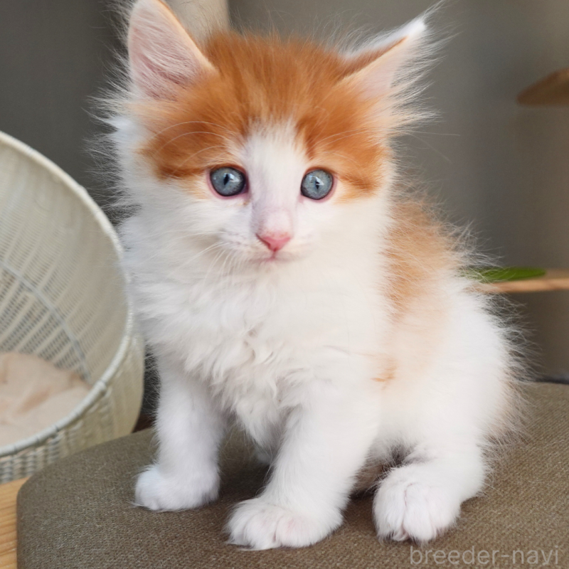 販売中の神奈川県のノルウェージャンフォレストキャット-136031の6枚目