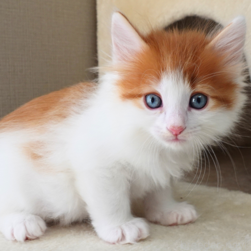 販売中の神奈川県のノルウェージャンフォレストキャット-136031の5枚目