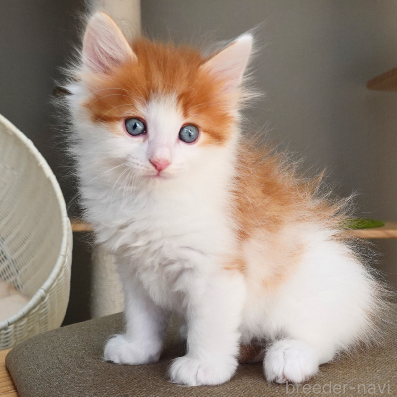 販売中の神奈川県のノルウェージャンフォレストキャット-136031の4枚目