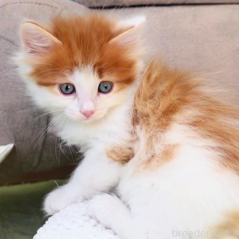 販売中の神奈川県のノルウェージャンフォレストキャット-136031の3枚目