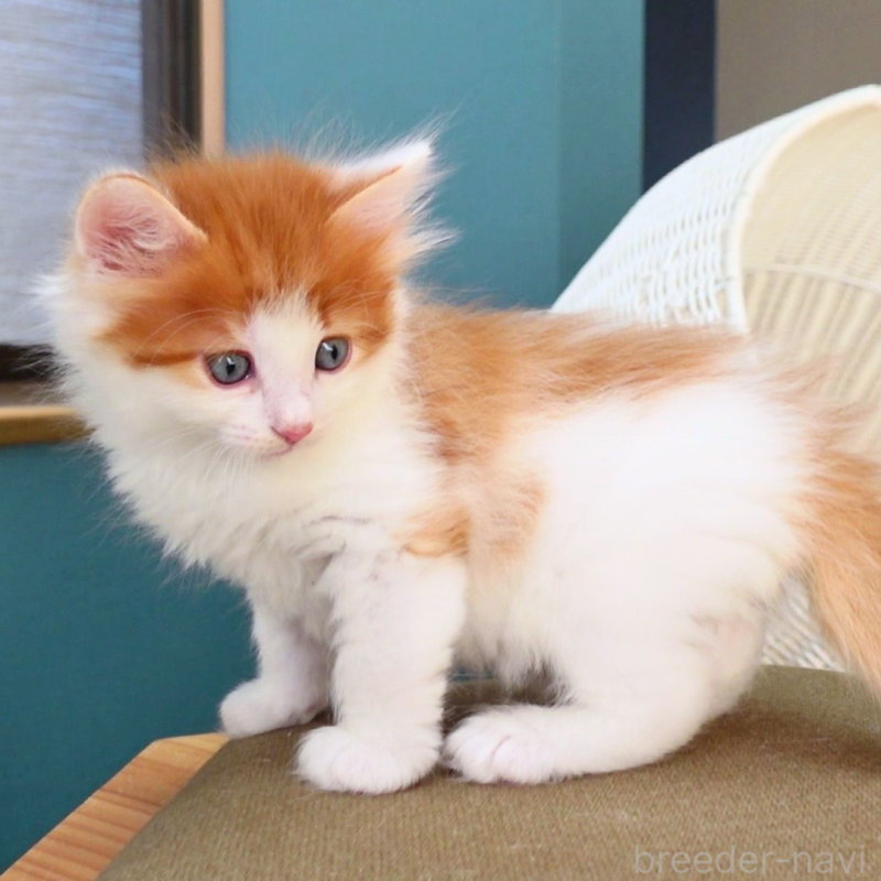 販売中の神奈川県のノルウェージャンフォレストキャット-136031の2枚目