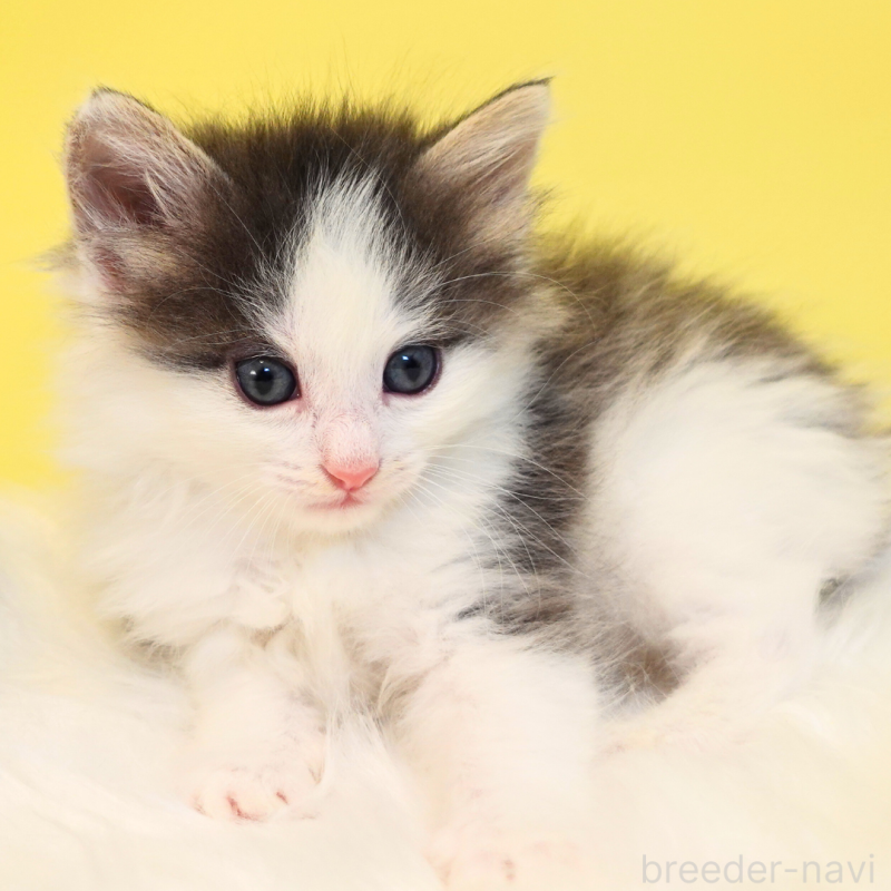 販売中の神奈川県のノルウェージャンフォレストキャット-136032の15枚目