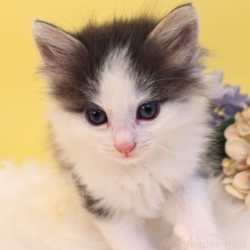 販売中の神奈川県のノルウェージャンフォレストキャット-136032の14枚目