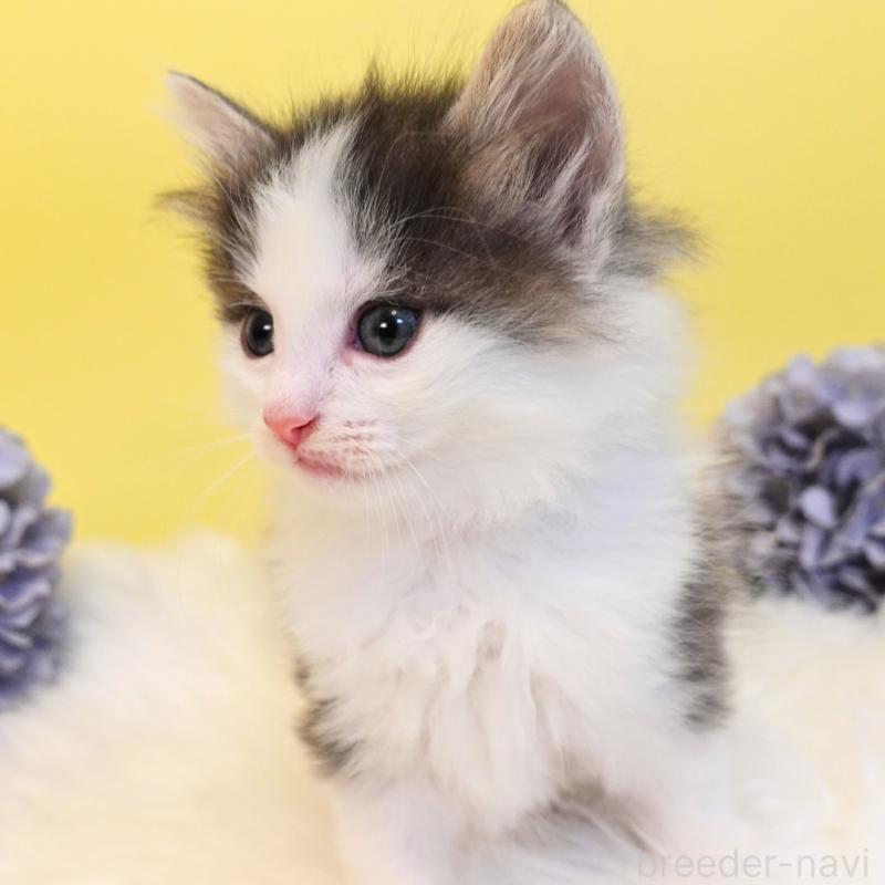 販売中の神奈川県のノルウェージャンフォレストキャット-136032の13枚目