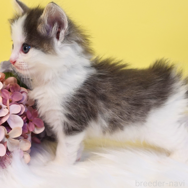 販売中の神奈川県のノルウェージャンフォレストキャット-136032の11枚目