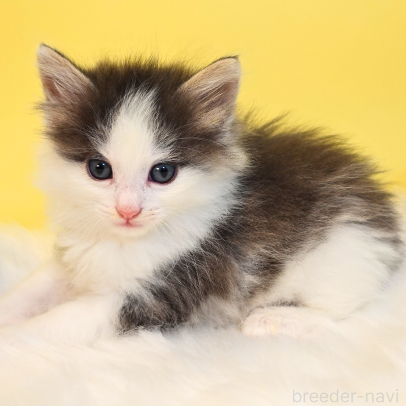 販売中の神奈川県のノルウェージャンフォレストキャット-136032の10枚目