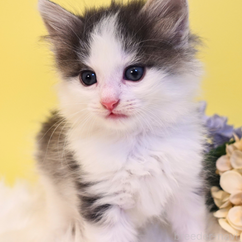 販売中の神奈川県のノルウェージャンフォレストキャット-136032の9枚目