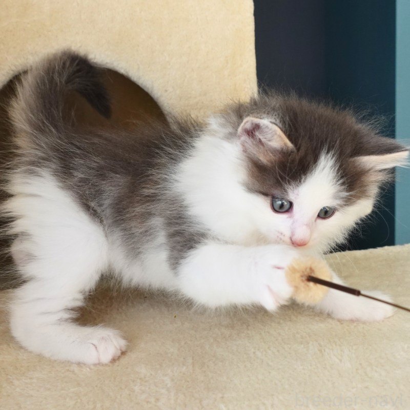 販売中の神奈川県のノルウェージャンフォレストキャット-136032の8枚目