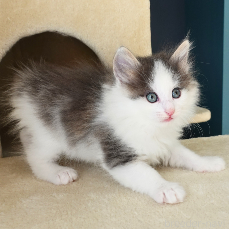 販売中の神奈川県のノルウェージャンフォレストキャット-136032の7枚目