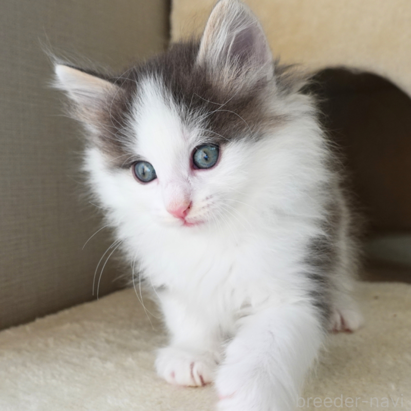 販売中の神奈川県のノルウェージャンフォレストキャット-136032の6枚目