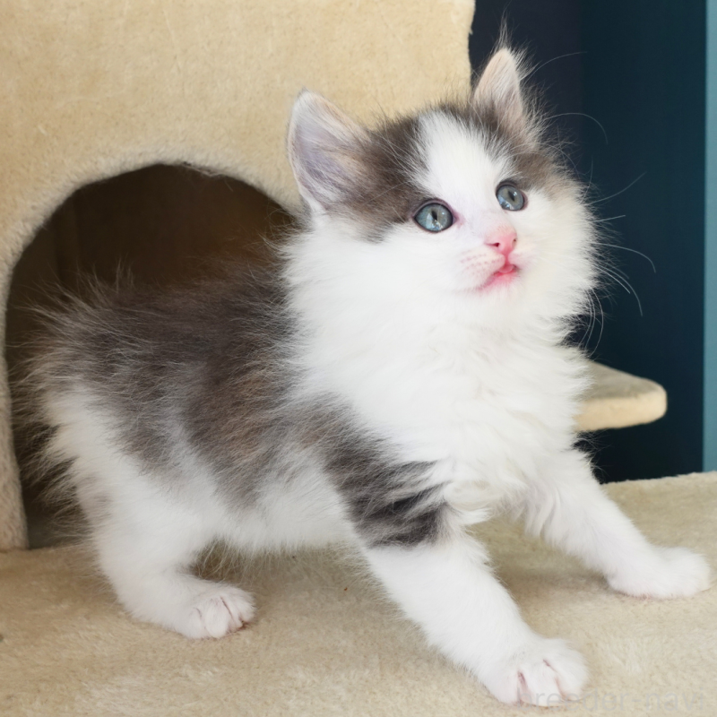 販売中の神奈川県のノルウェージャンフォレストキャット-136032の5枚目