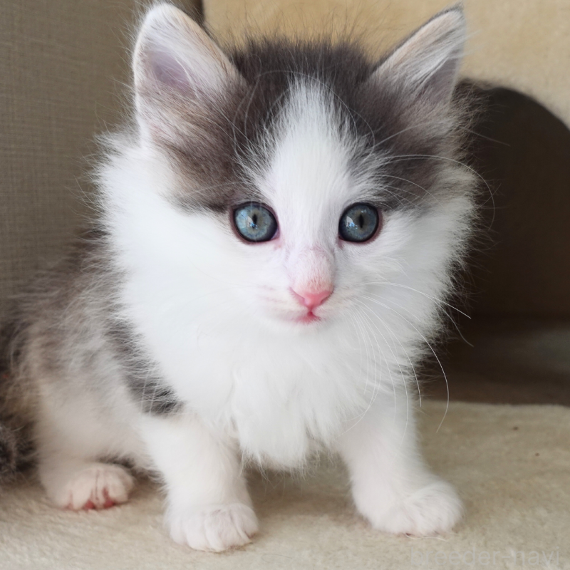 販売中の神奈川県のノルウェージャンフォレストキャット-136032の4枚目