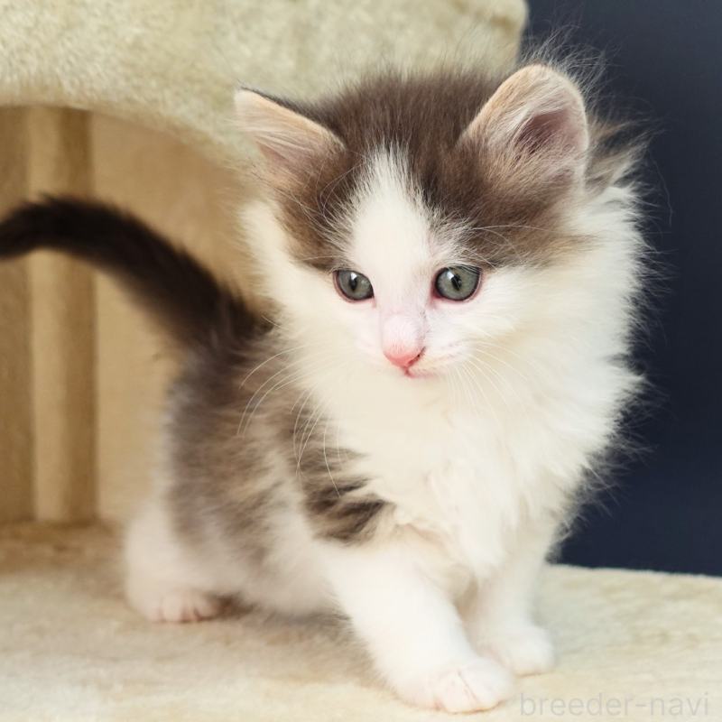 販売中の神奈川県のノルウェージャンフォレストキャット-136032の3枚目