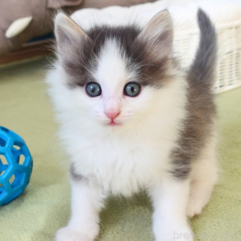 販売中の神奈川県のノルウェージャンフォレストキャット-136032