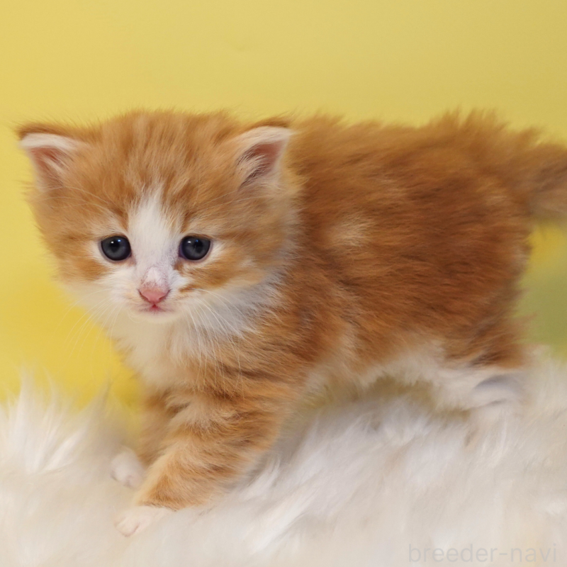 販売中の神奈川県のノルウェージャンフォレストキャット-136033の15枚目