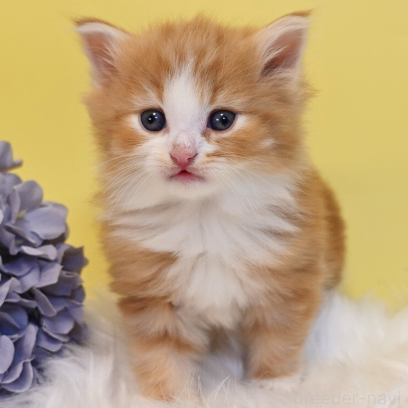 販売中の神奈川県のノルウェージャンフォレストキャット-136033の14枚目