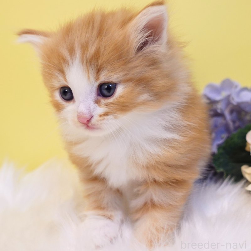 販売中の神奈川県のノルウェージャンフォレストキャット-136033の11枚目