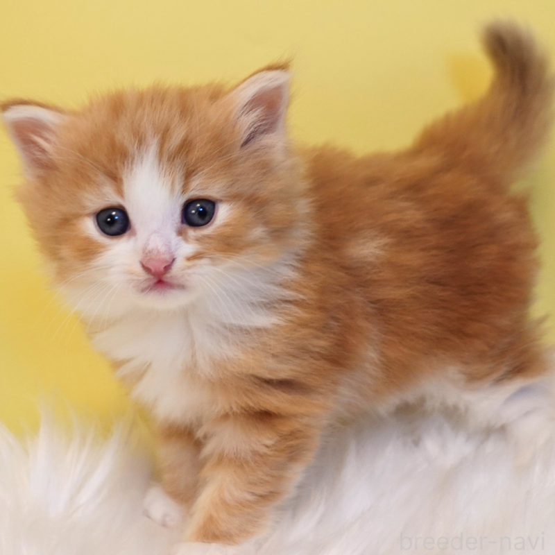 販売中の神奈川県のノルウェージャンフォレストキャット-136033の10枚目