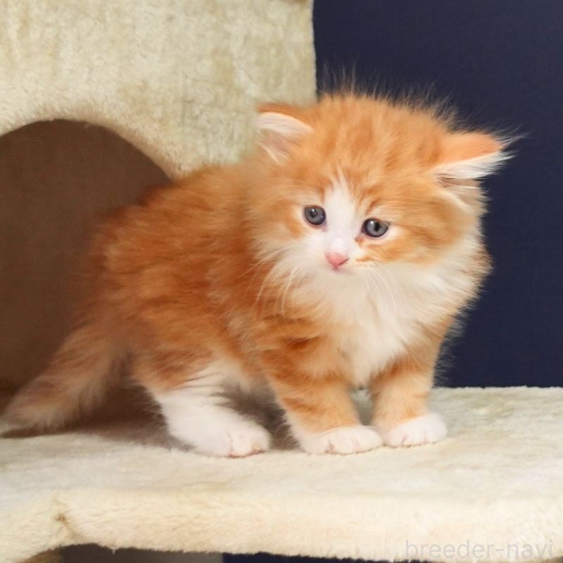 販売中の神奈川県のノルウェージャンフォレストキャット-136033の9枚目