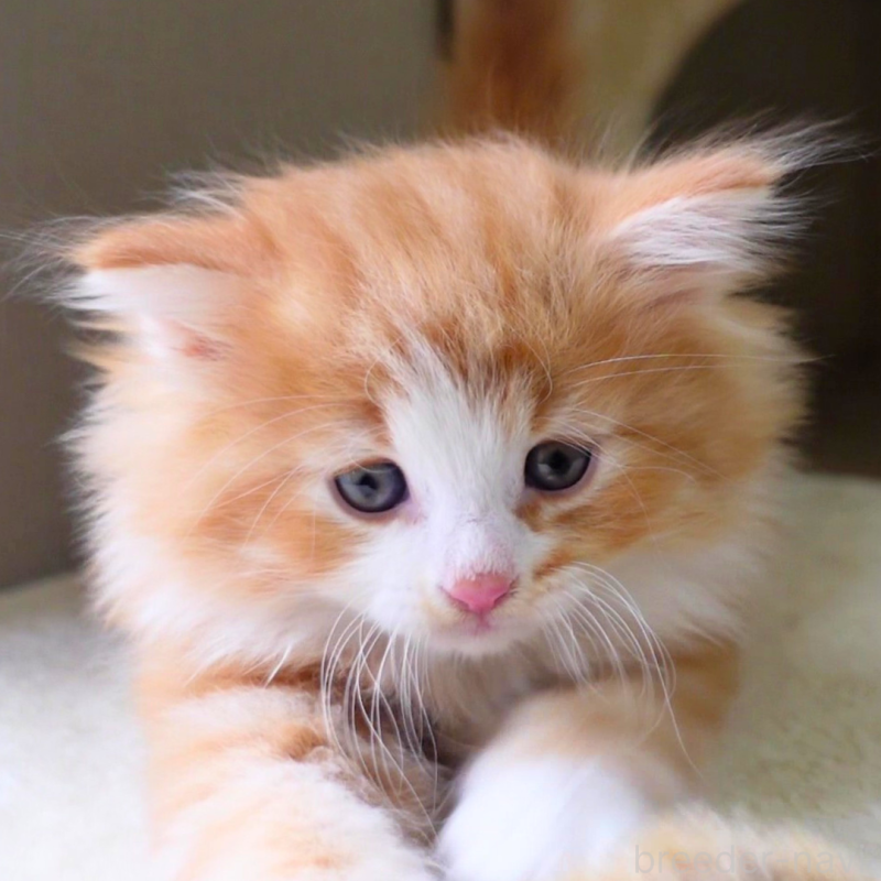 販売中の神奈川県のノルウェージャンフォレストキャット-136033の8枚目