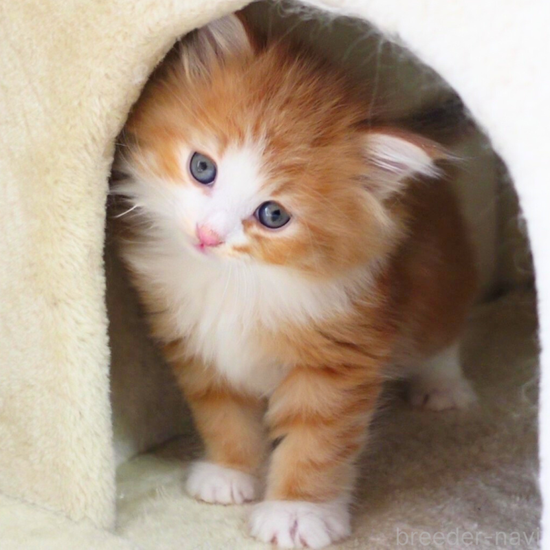 販売中の神奈川県のノルウェージャンフォレストキャット-136033の7枚目