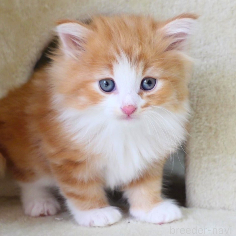 販売中の神奈川県のノルウェージャンフォレストキャット-136033の6枚目