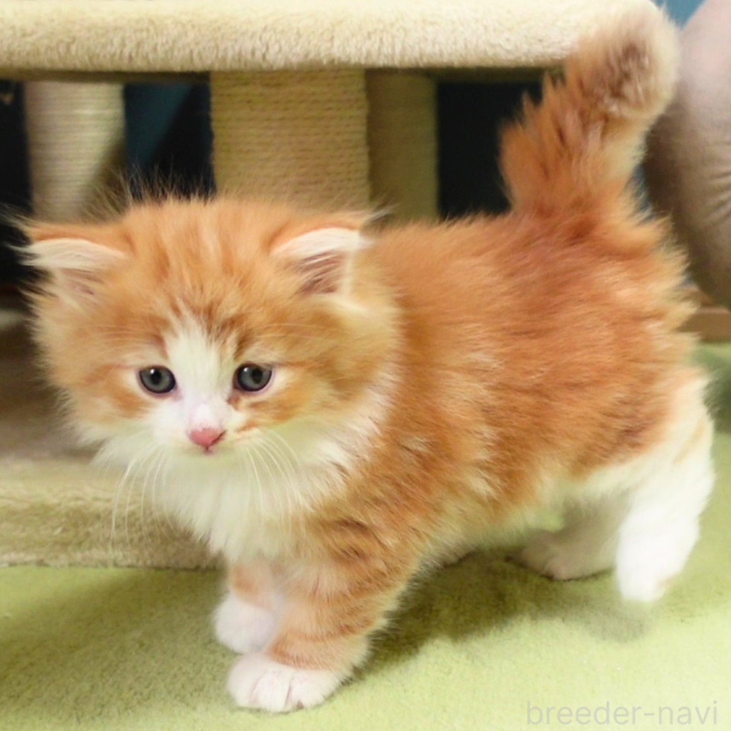 販売中の神奈川県のノルウェージャンフォレストキャット-136033の5枚目