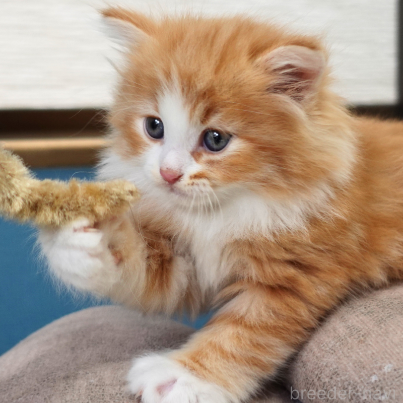 販売中の神奈川県のノルウェージャンフォレストキャット-136033の2枚目