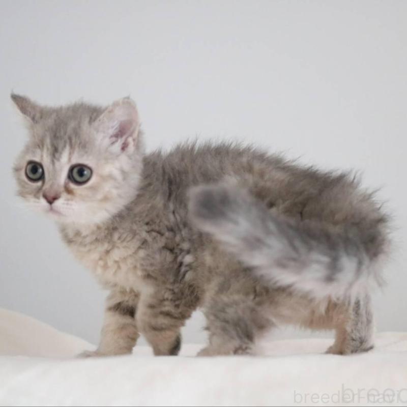 販売中の愛知県のセルカークレックス-136034の7枚目