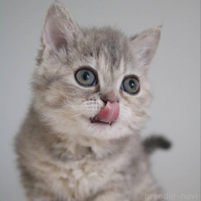 販売中の愛知県のセルカークレックス-136034の6枚目