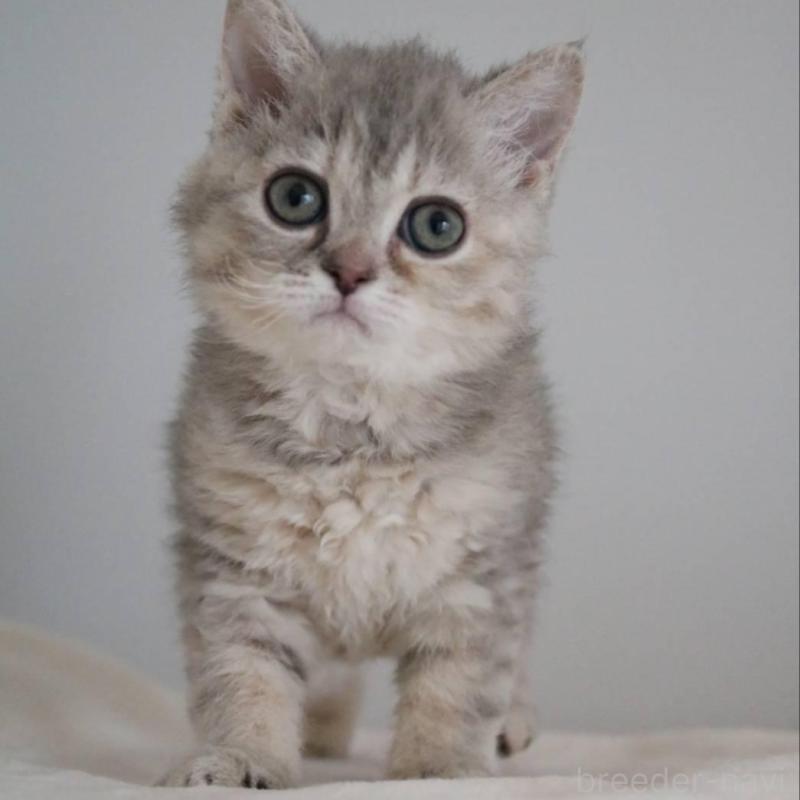 販売中の愛知県のセルカークレックス-136034の5枚目