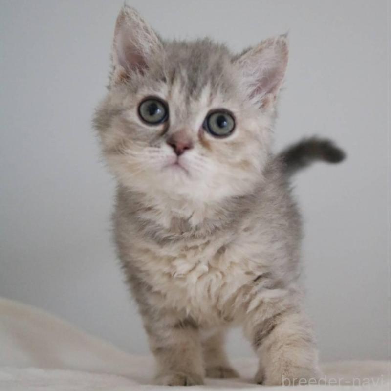 販売中の愛知県のセルカークレックス-136034の1枚目