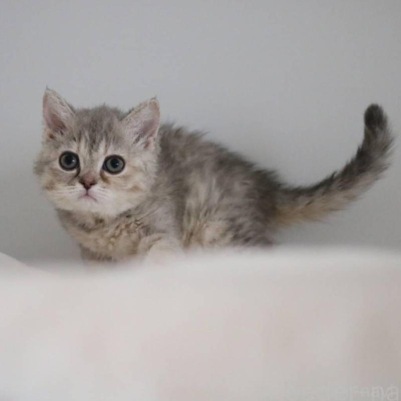 販売中の愛知県のセルカークレックス-136034の3枚目